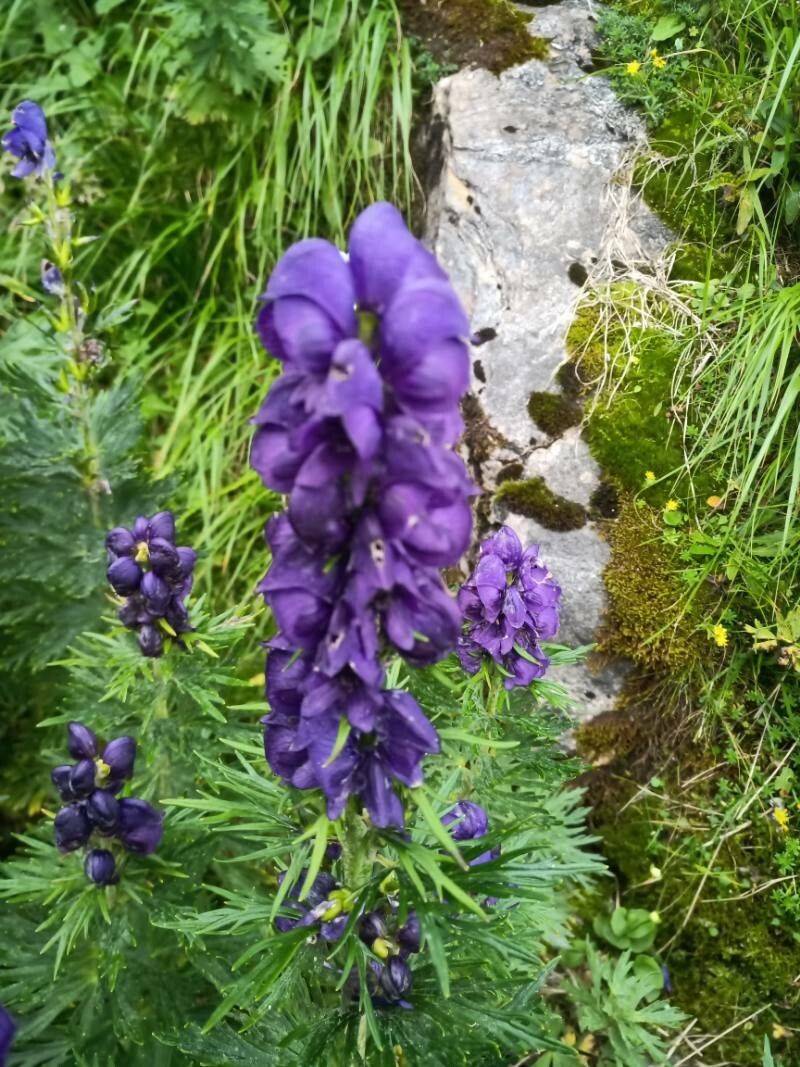 Aconitum tauricum — search result for 'Aconitum'