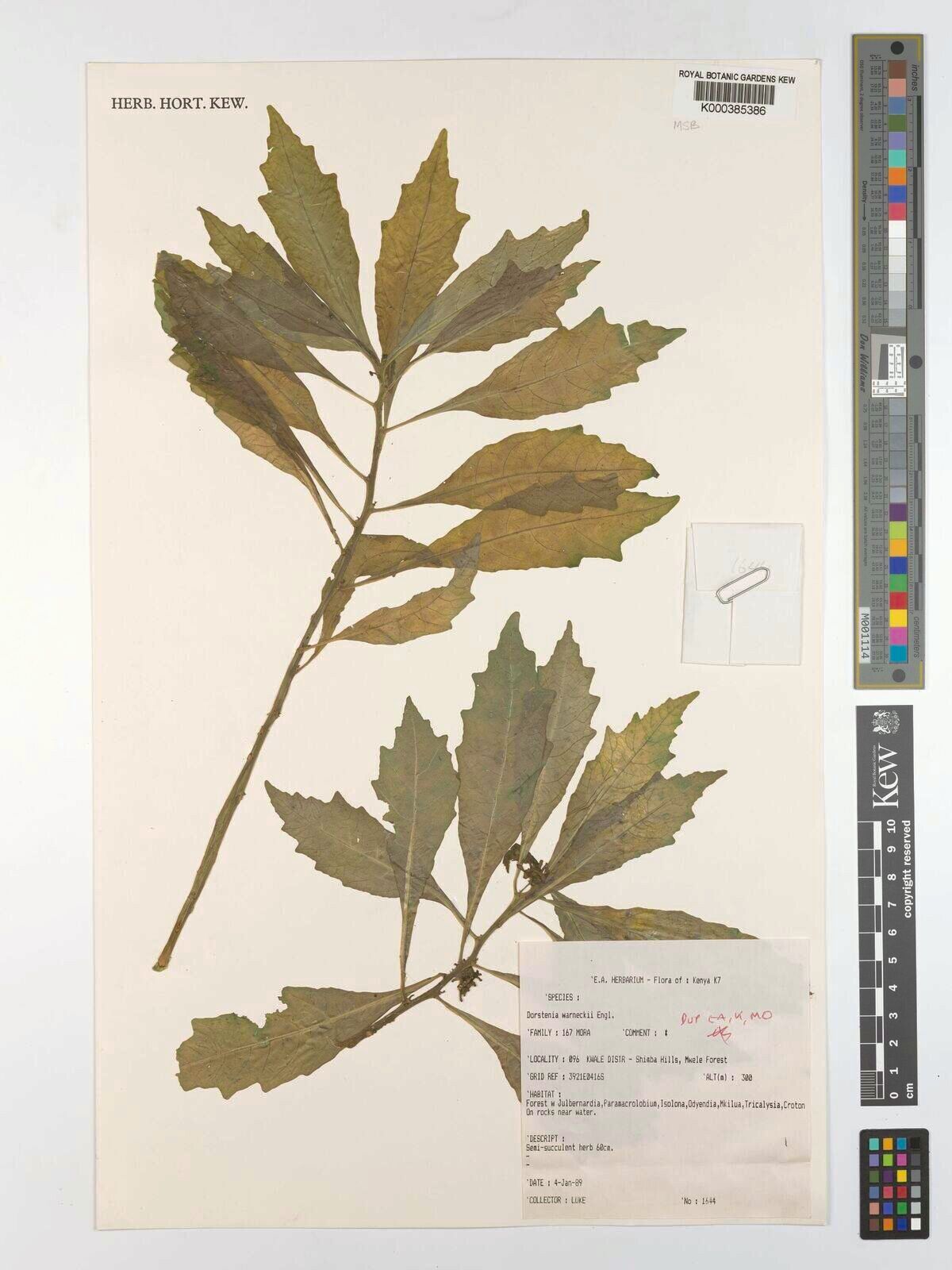 Dorstenia warneckei — search result for 'Dorstenia'