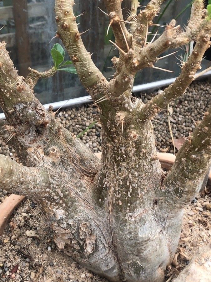 Pachypodium saundersii bark