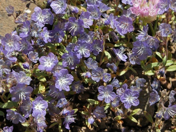 Phacelia pringlei habit