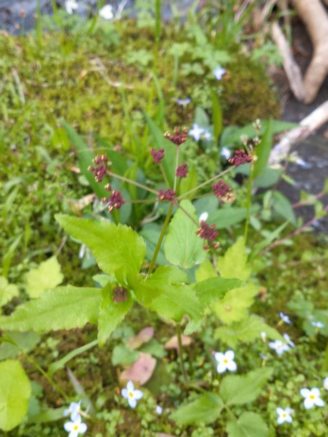 Thaspium trifoliatum flower