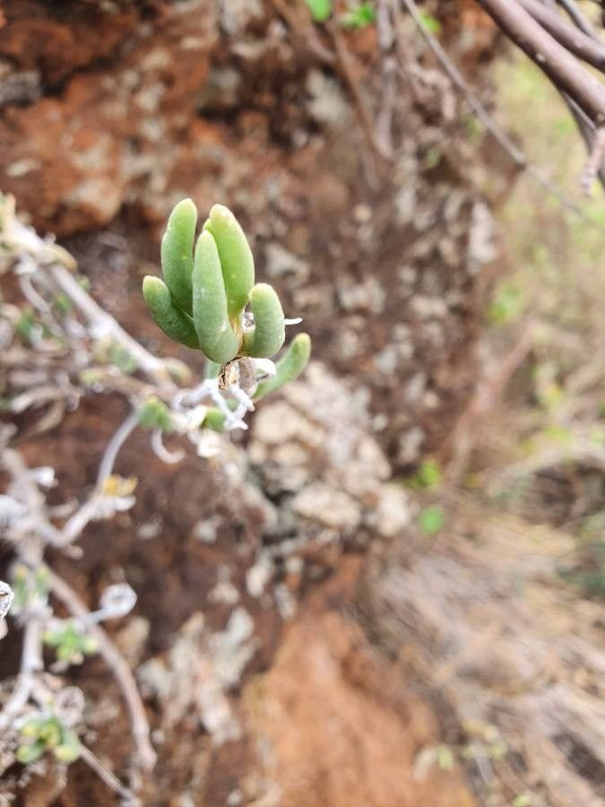 Delosperma nakurense — houseplant care guide