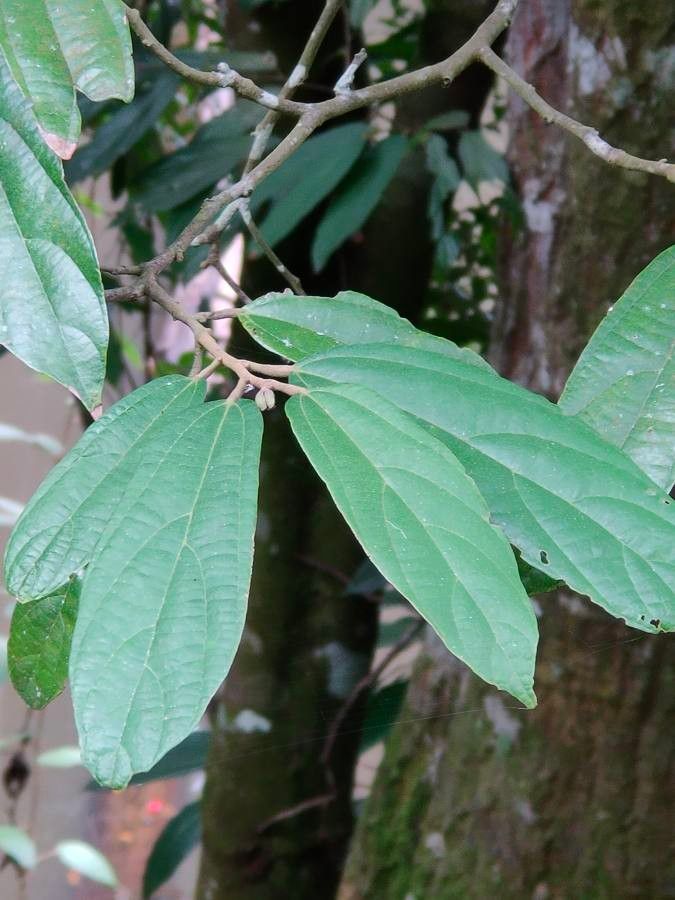 Grewia bulot — houseplant care guide