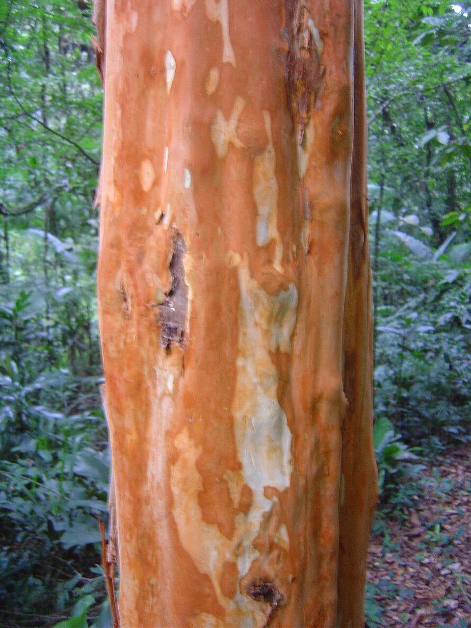 Eugenia multicostata — houseplant care guide