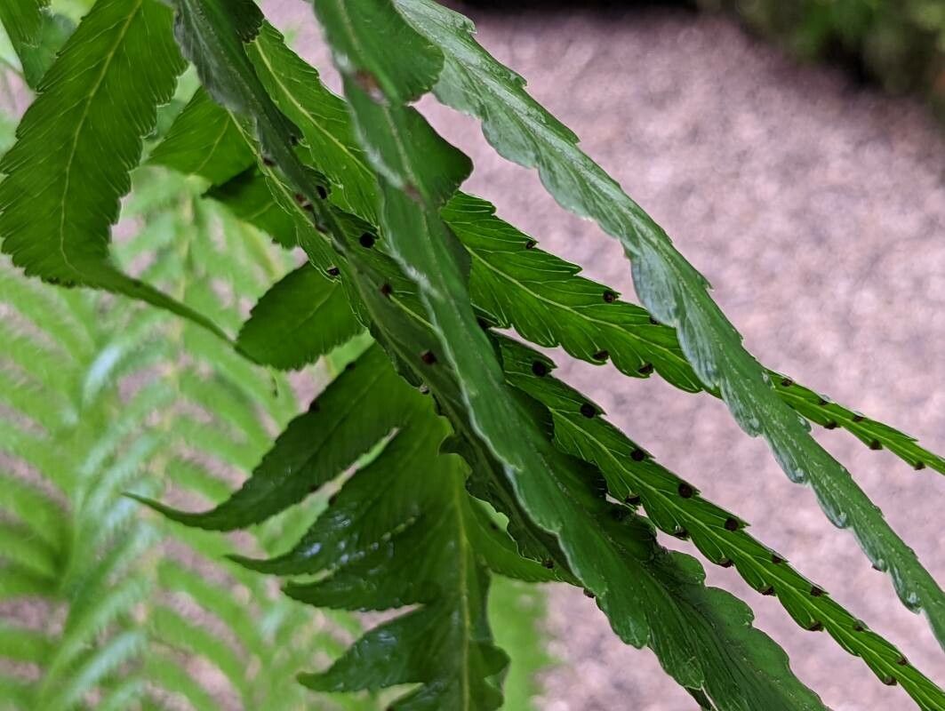 Microlepia platyphylla leaf