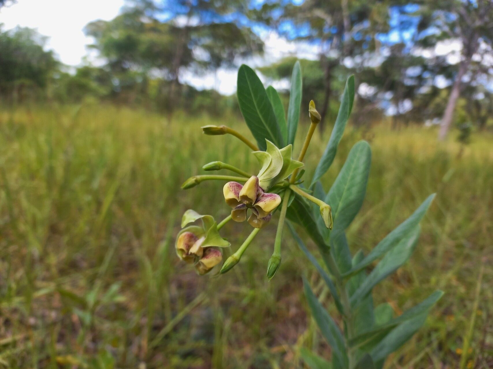 Gomphocarpus praticola flower