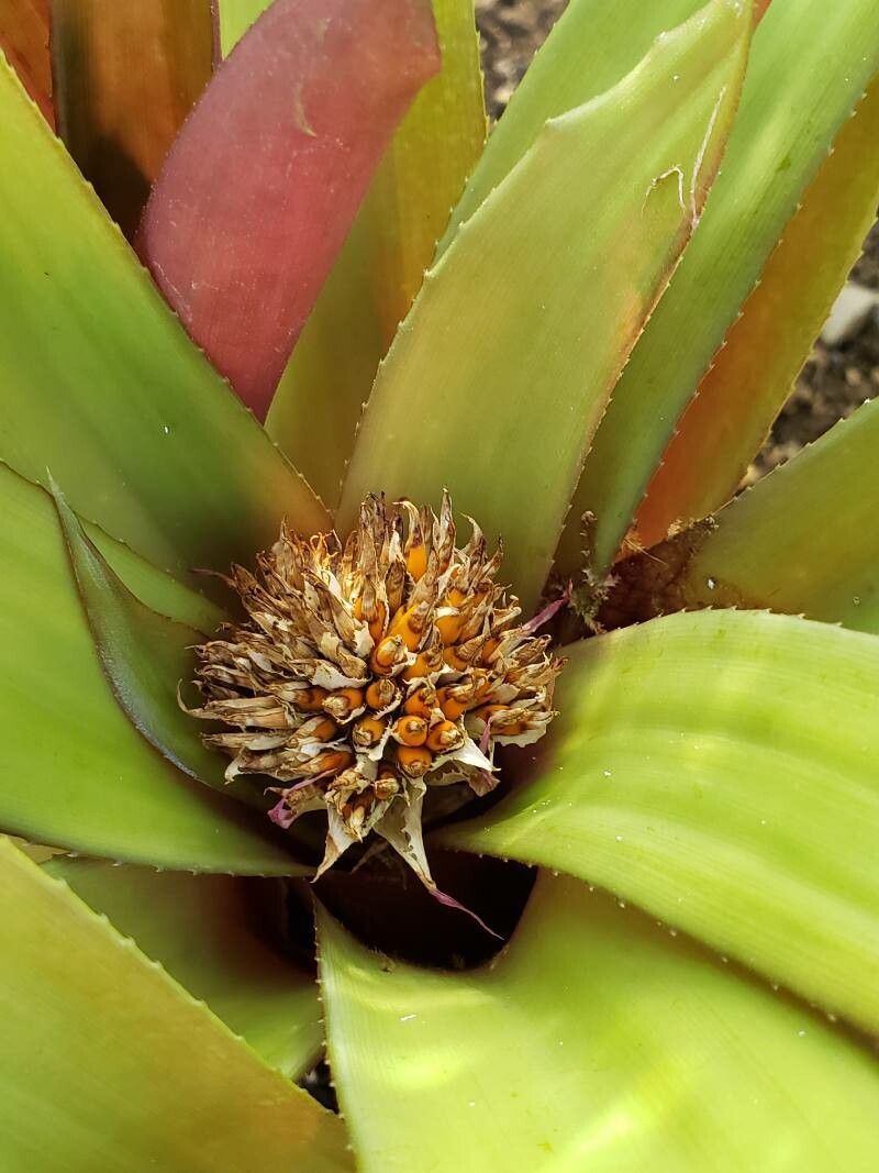 Canistropsis burchellii fruit