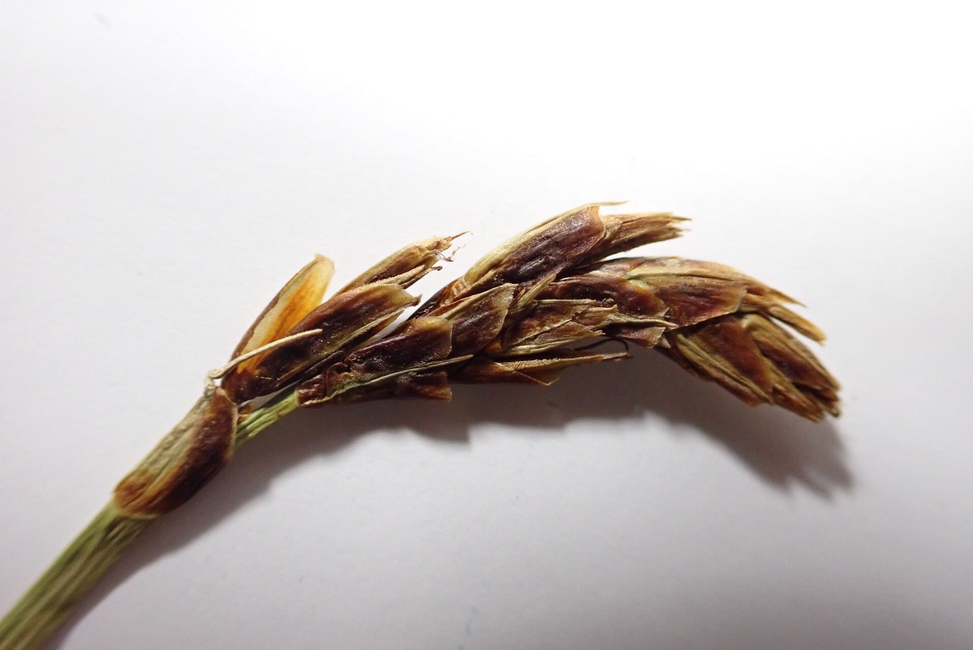 Carex uncinioides fruit