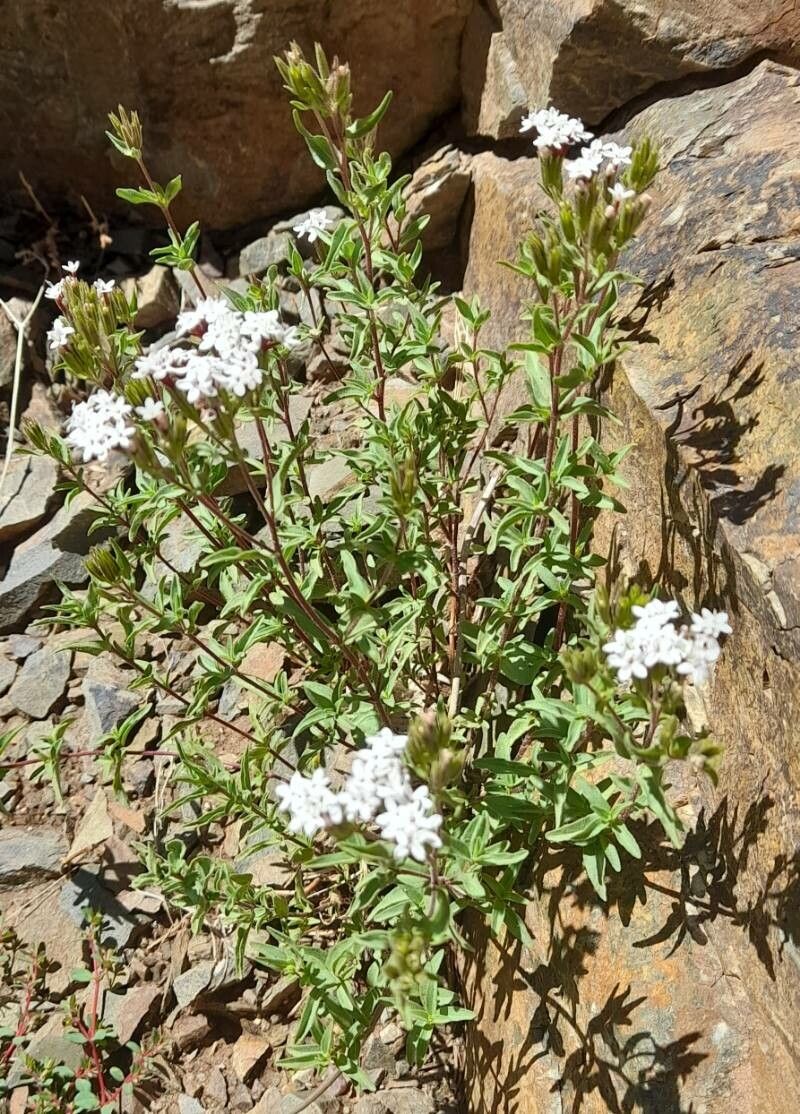 Stevia minor habit