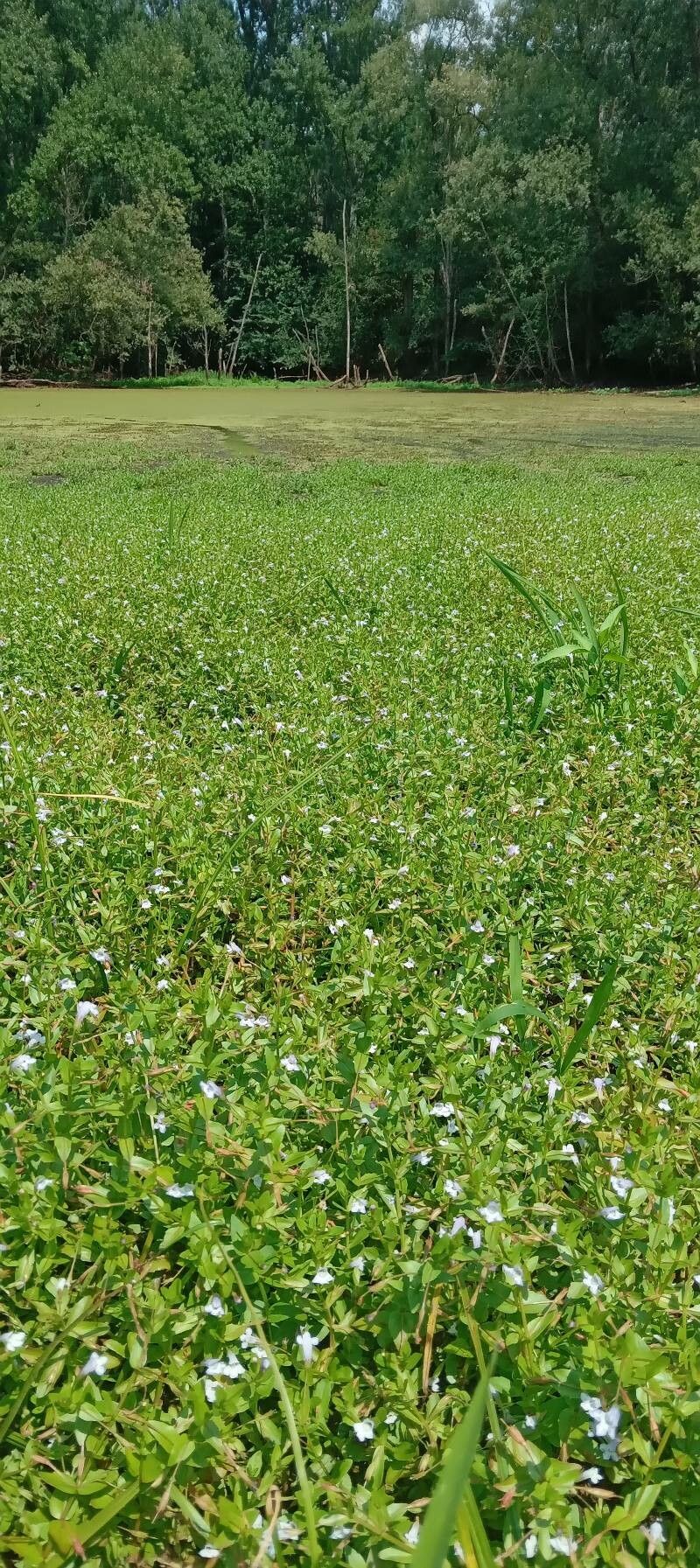 Lindernia dubia habit