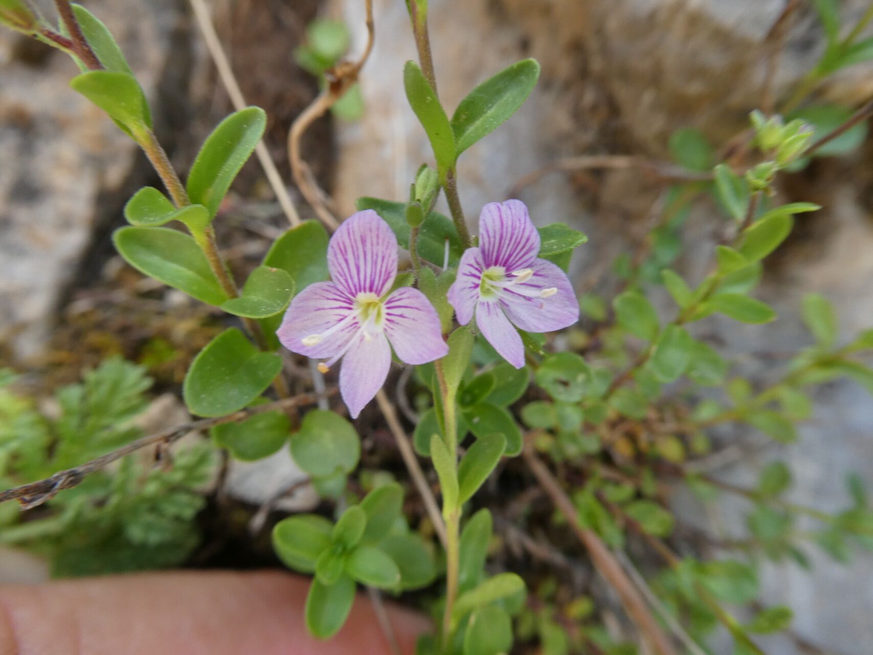Veronica fruticulosa flower
