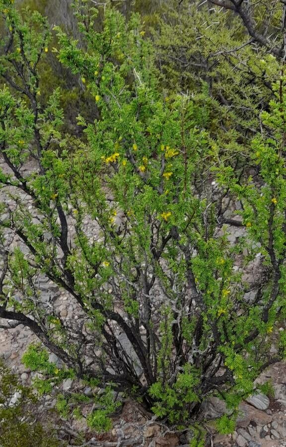 Bulnesia schickendantzii habit