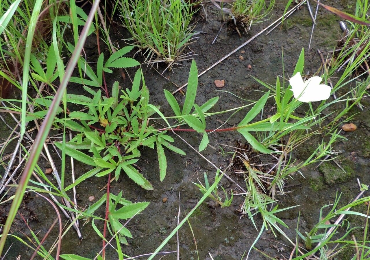 Hibiscus articulatus leaf