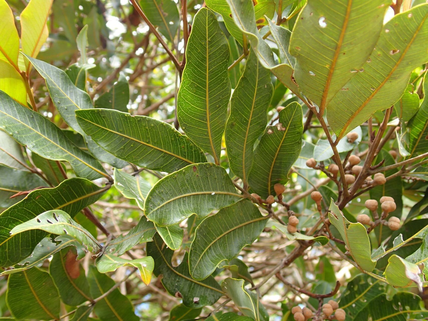 Podonephelium davidsonii — related species from the same genus