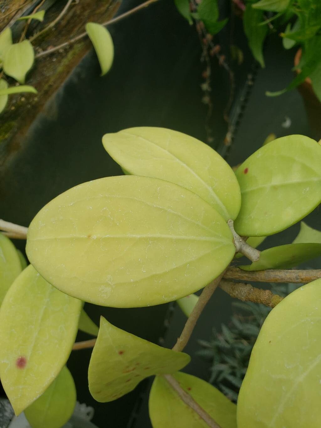 Hoya cinnamomifolia — search result for 'Hoya'