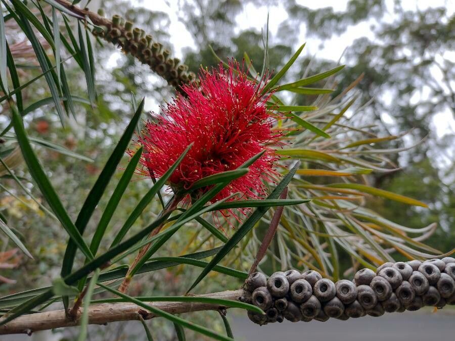 Melaleuca linearifolia fruit