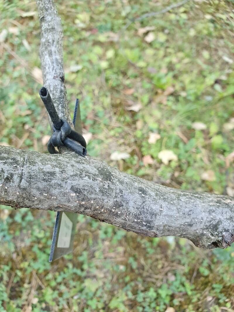 Rhamnus imeretina bark