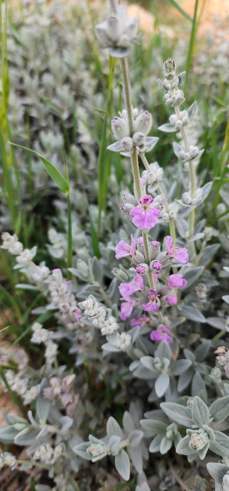 Stachys inflata flower