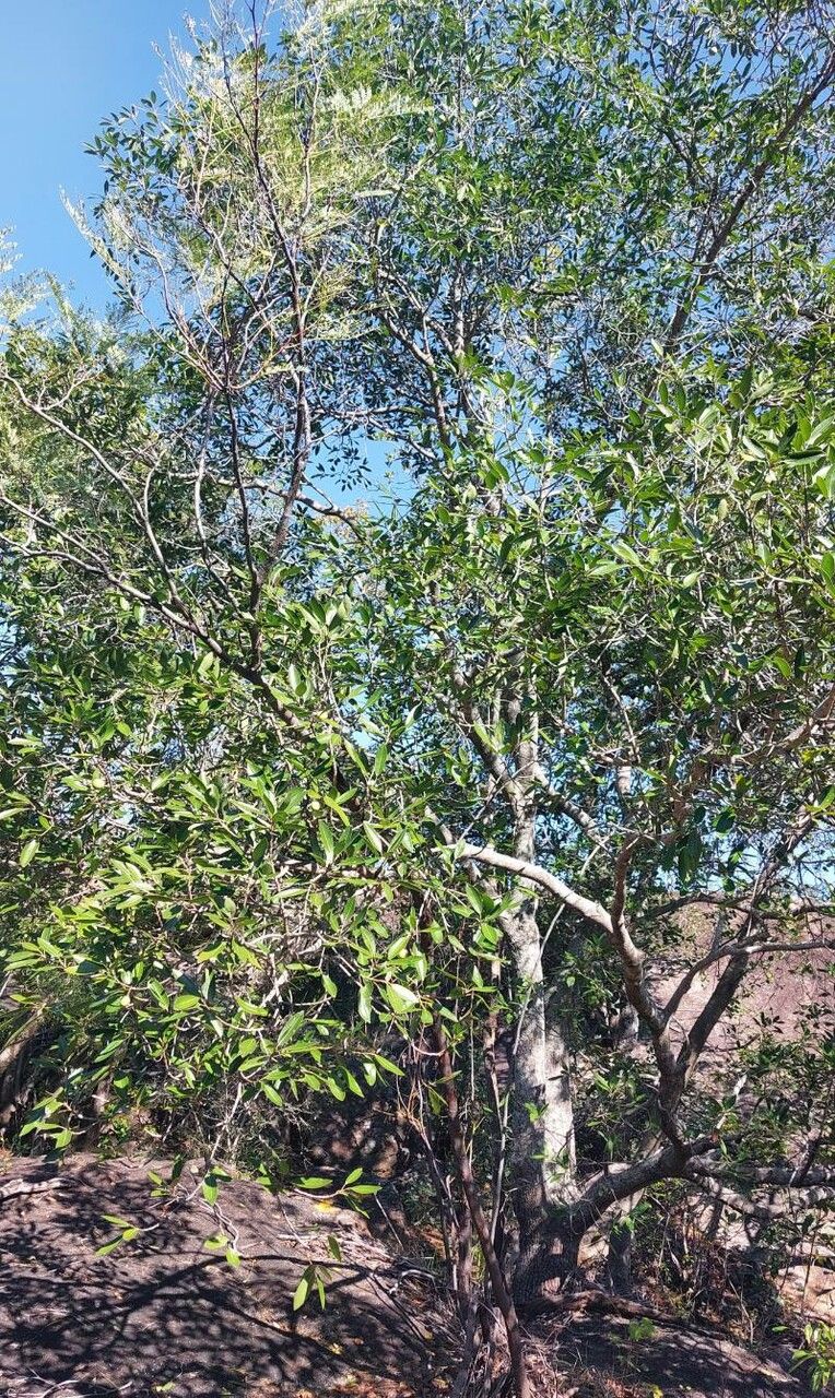 Mimusops zeyheri habit