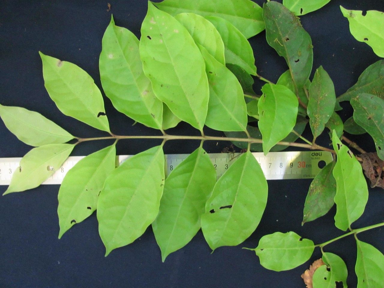 Eugenia grayumii — houseplant care guide