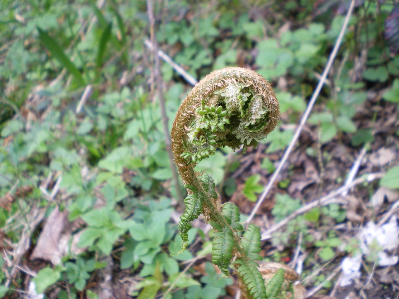 Oreopteris limbosperma fruit