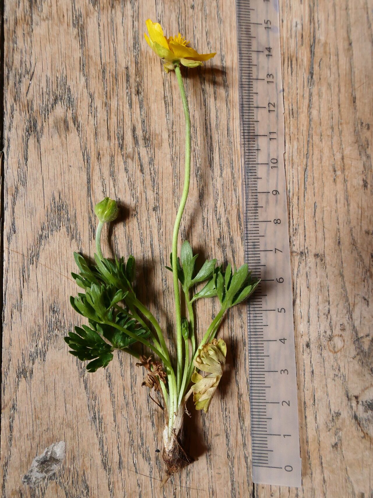 Ranunculus ruscinonensis habit
