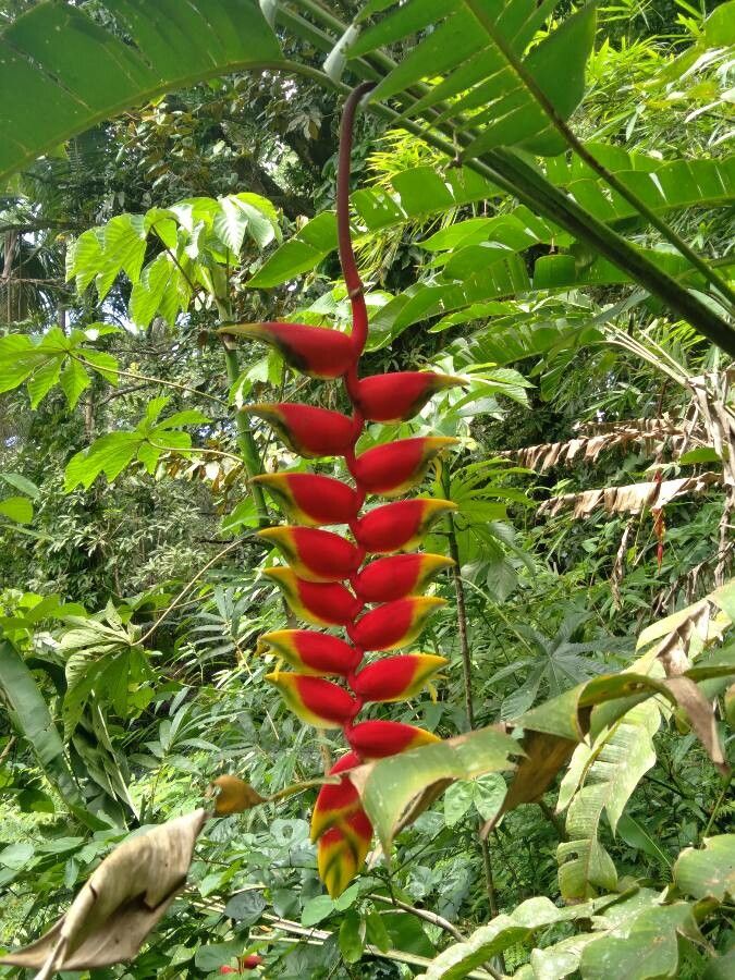 Heliconia rostrata fruit