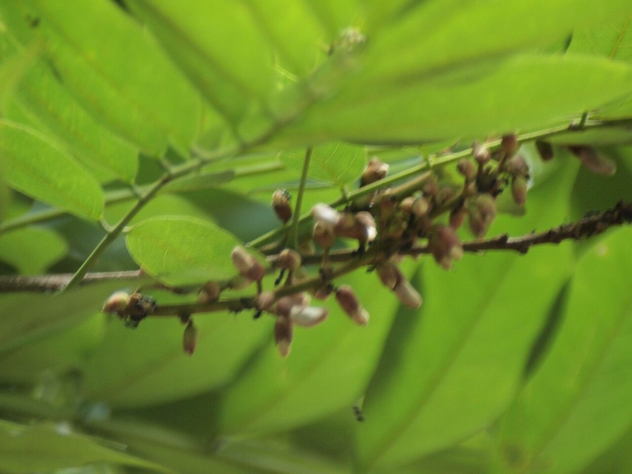 Millettia drastica flower
