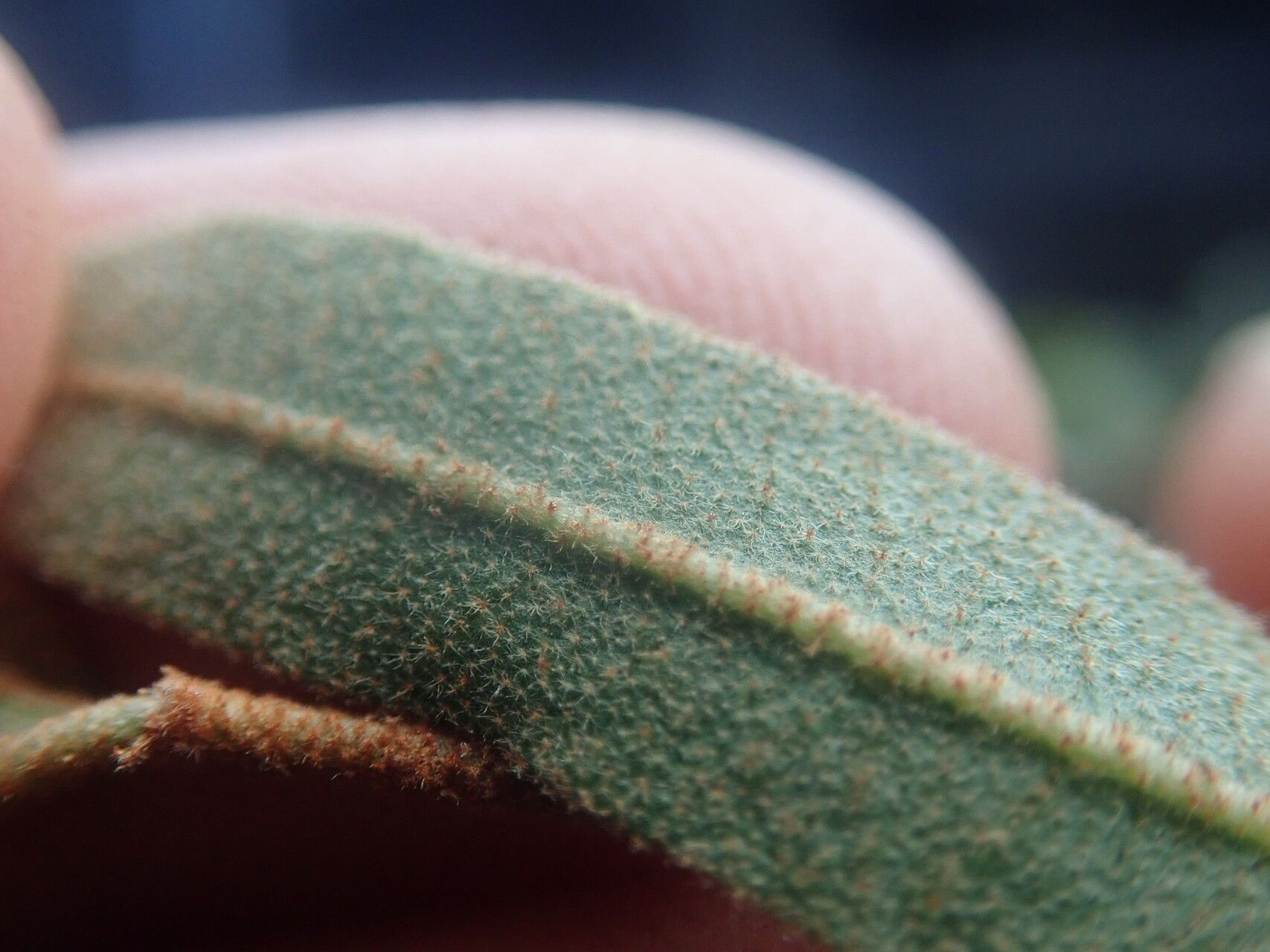Croton ambovombensis leaf