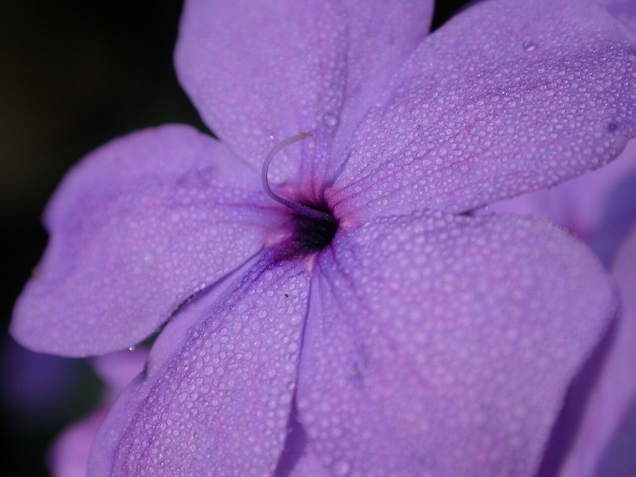 Eranthemum purpurascens leaf