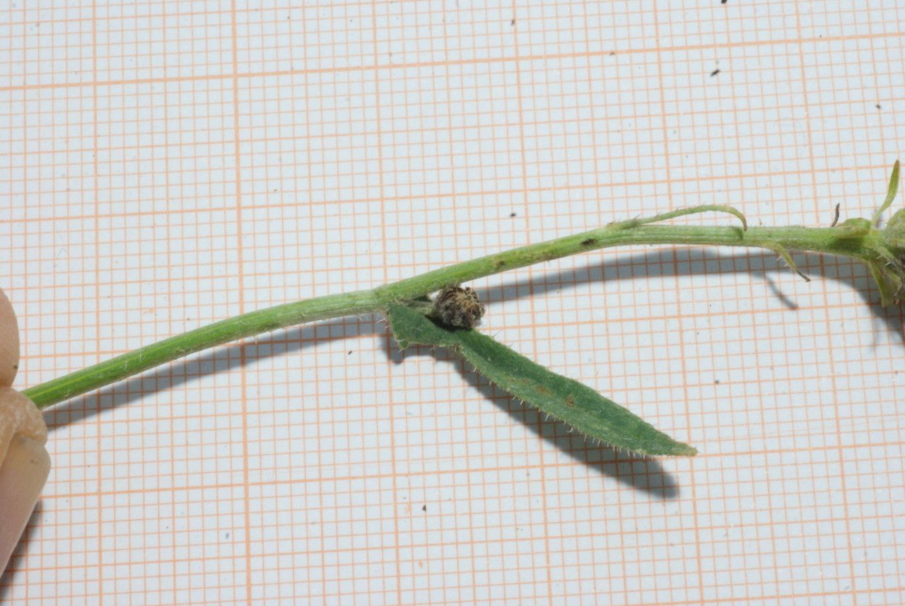 Picris cupuligera bark