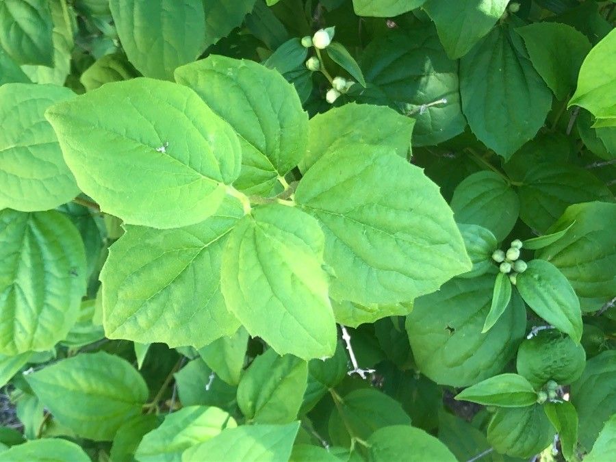 Philadelphus purpurascens — houseplant care guide