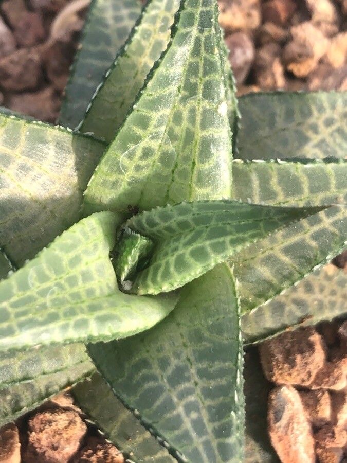 Haworthia tessellata