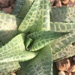 Haworthia tessellata
