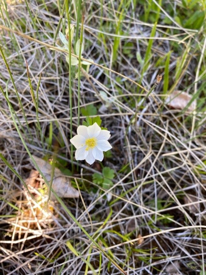 Anemone parviflora flower