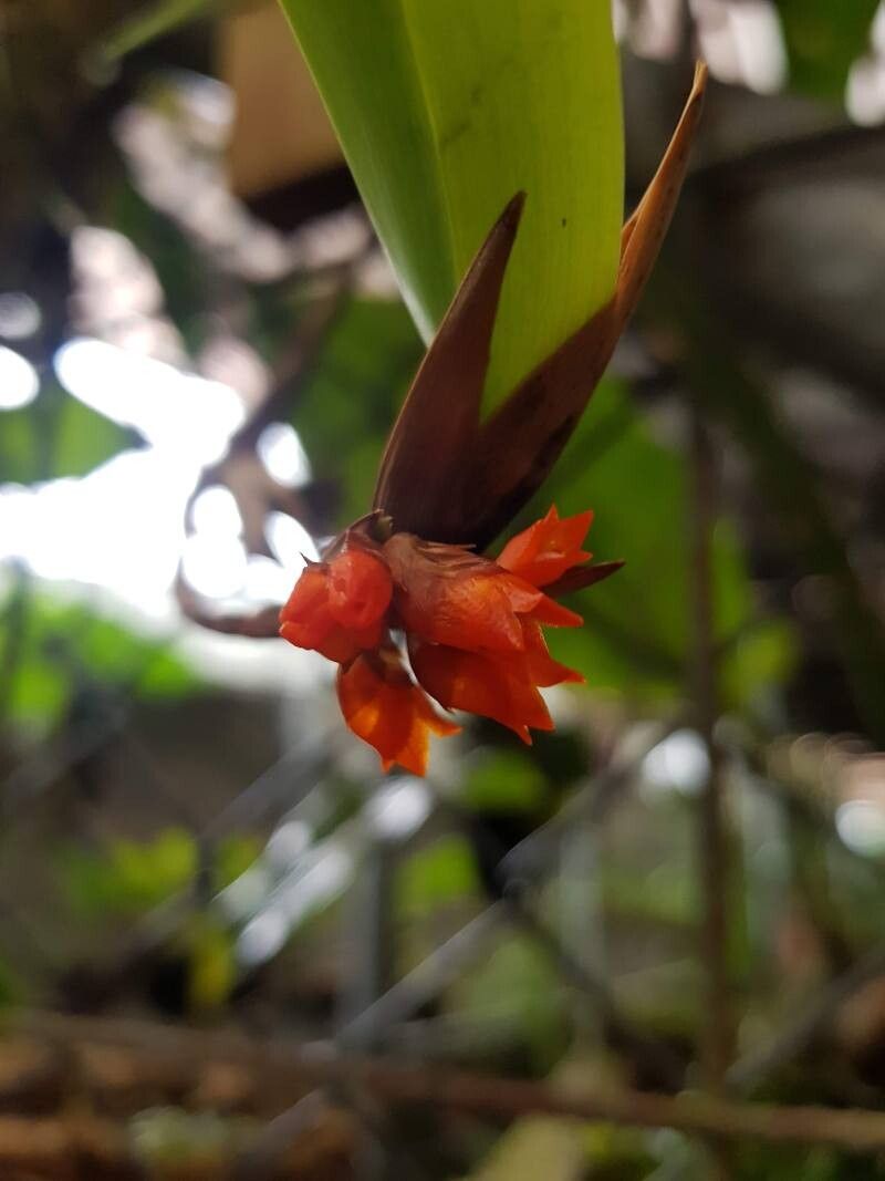 Maxillaria horichii flower