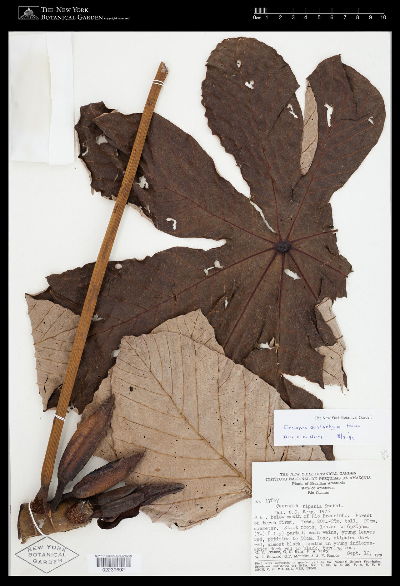 Cecropia distachya — related species from the same genus