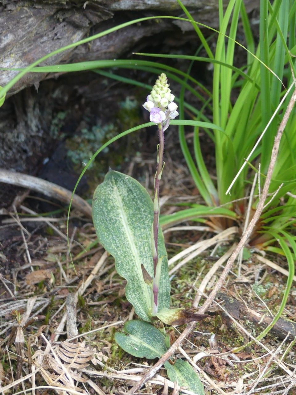 Cynorkis ridleyi habit