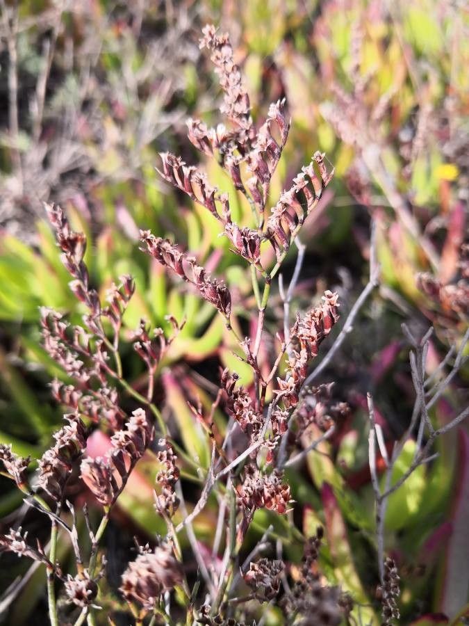 Limonium virgatum fruit