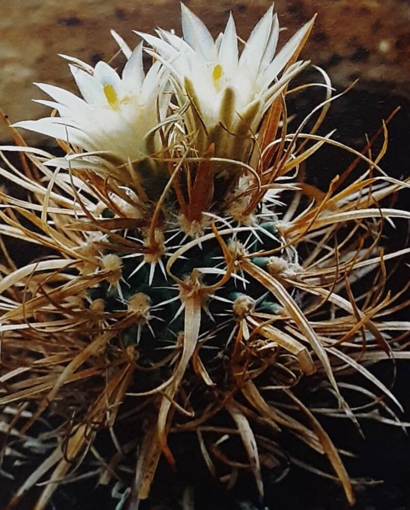 Sclerocactus papyracanthus habit