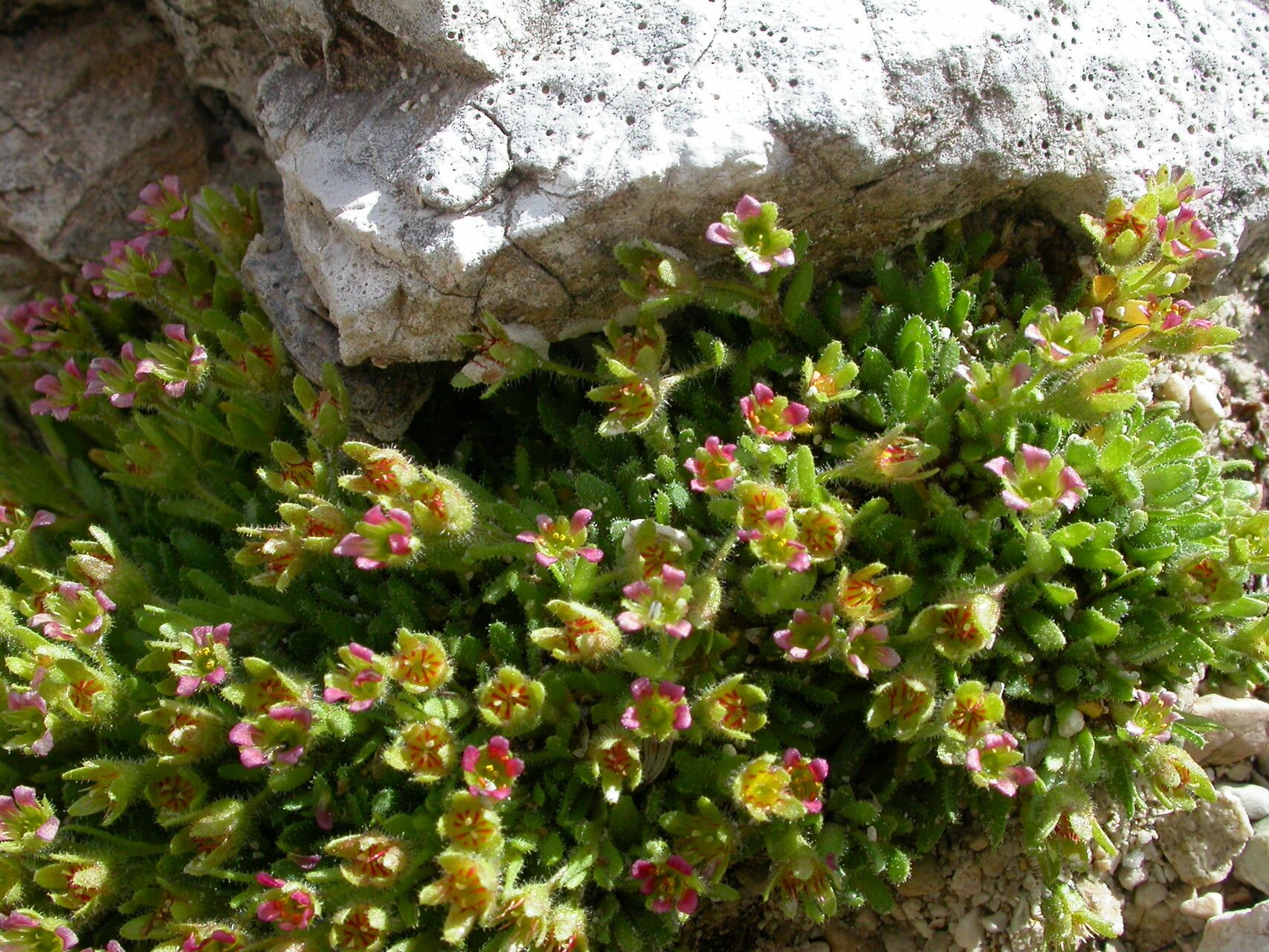 Saxifraga facchinii — houseplant care guide