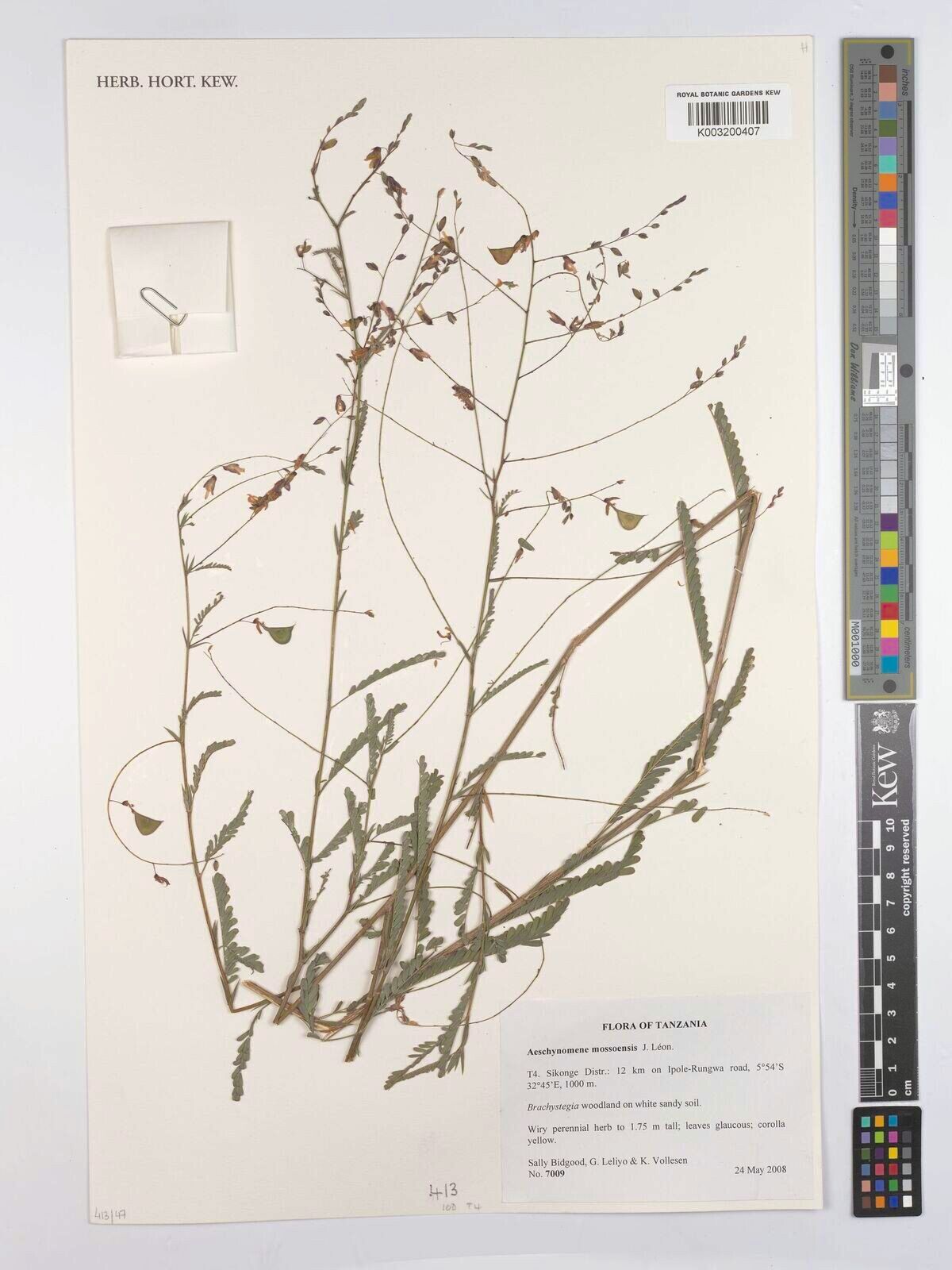 Aeschynomene mossoensis — houseplant care guide