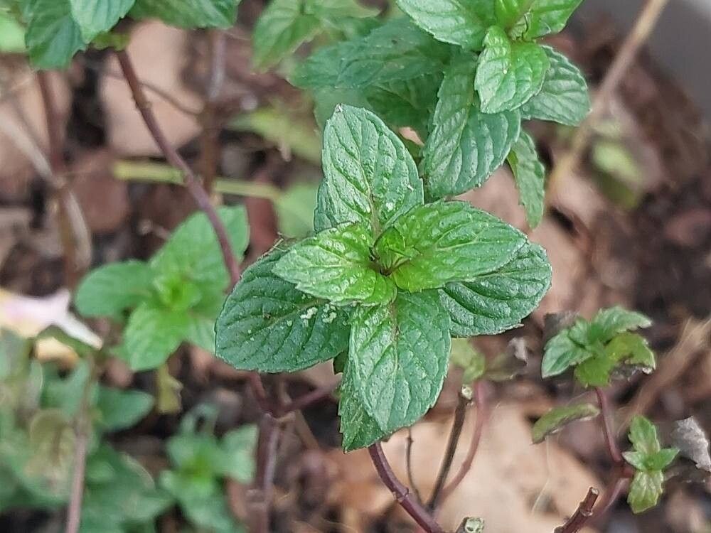 Mentha japonica leaf