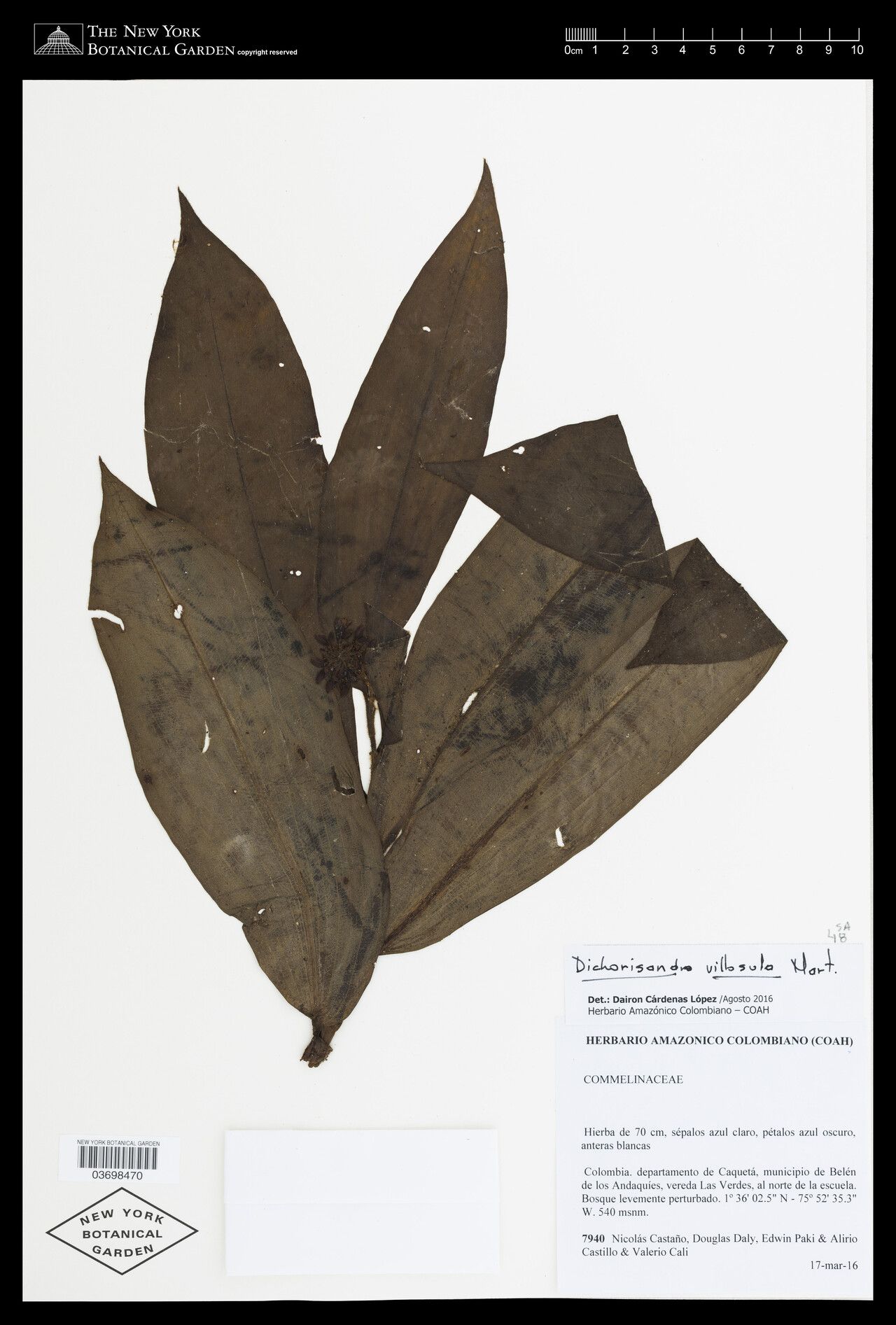 Dichorisandra villosula — houseplant care guide