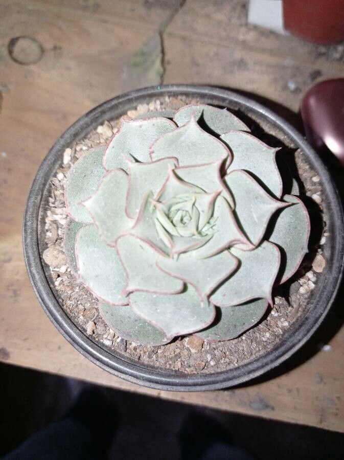 Echeveria longissima — search result for 'Echeveria'