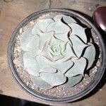 Echeveria longissima