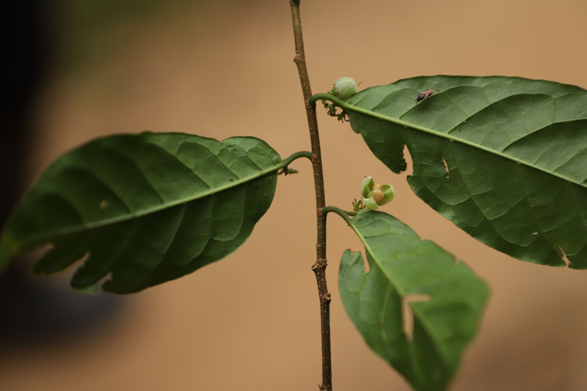 Tapura fischeri — houseplant care guide