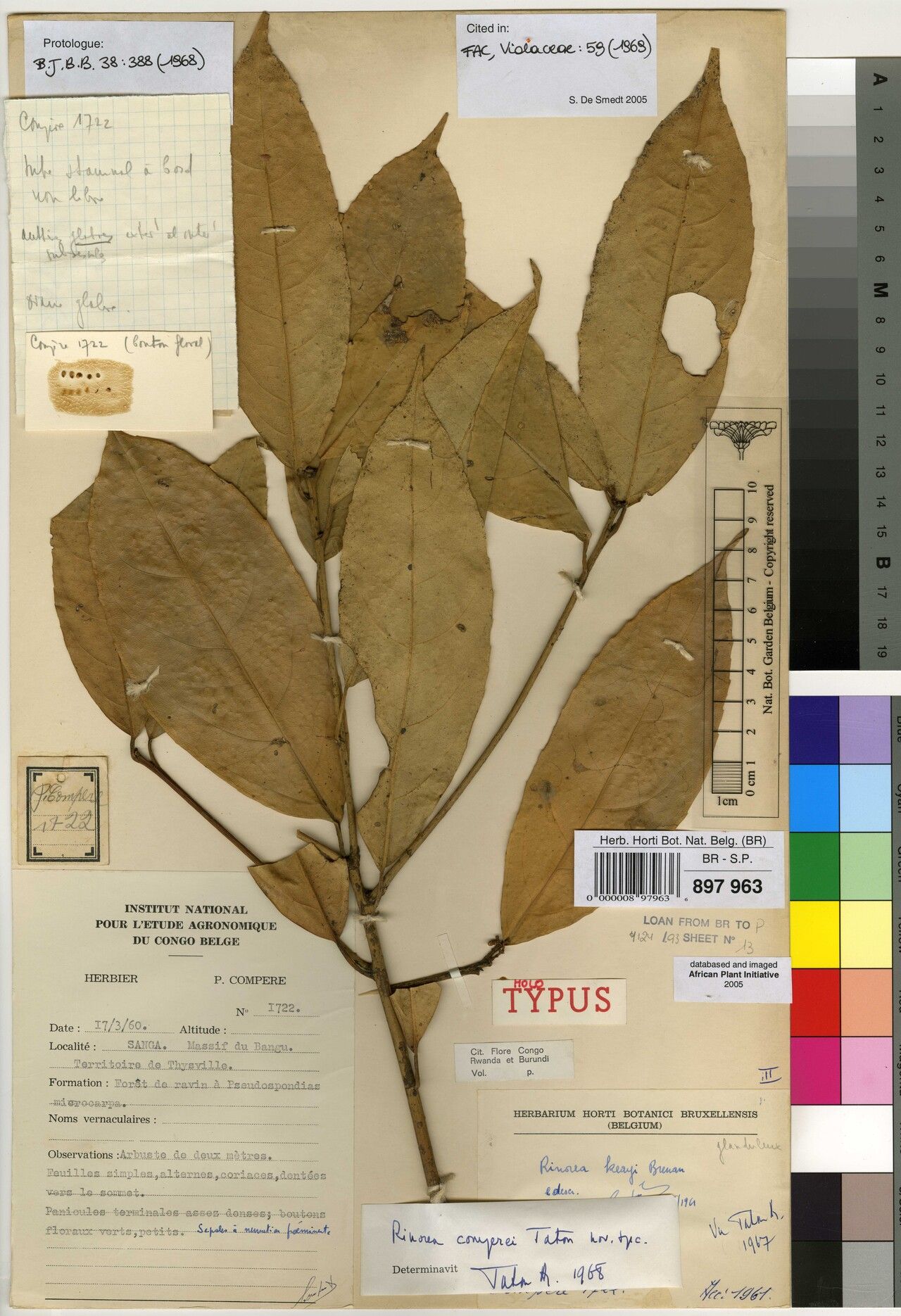 Rinorea comperei — houseplant care guide