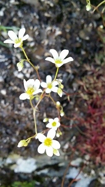 Saxifraga cebennensis flower
