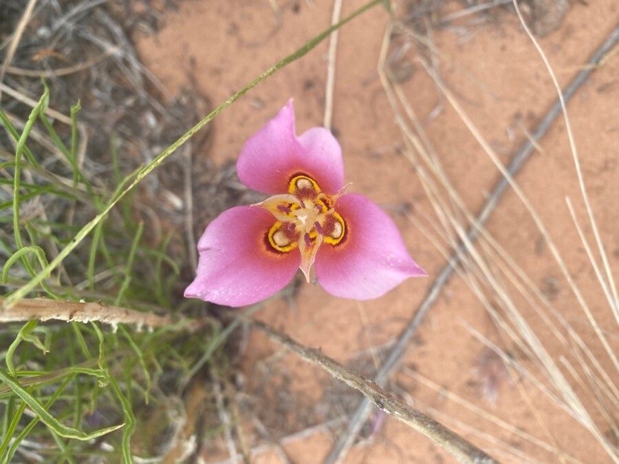 Calochortus venustus flower